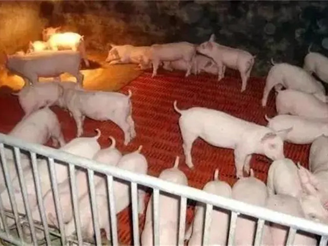 【养猪技术】冬季养猪这样做，提高猪场效益！