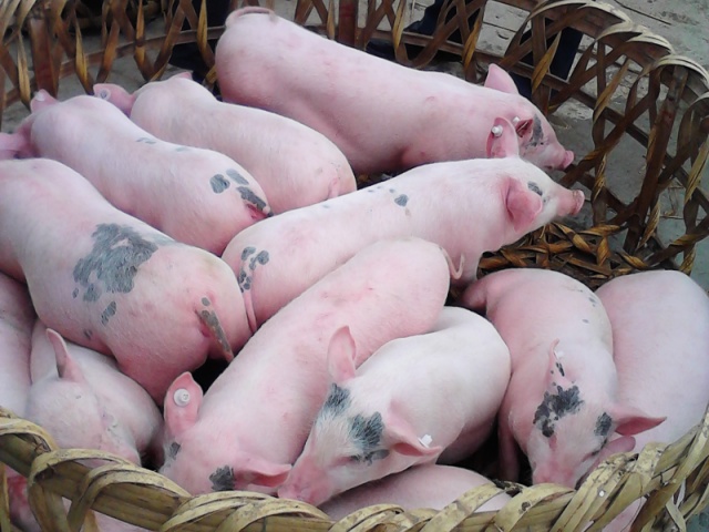 【养殖技术】冬季猪生长缓慢的原因及应对措施