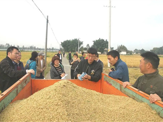 再生稻最高亩产550.8公斤！金沙集团“稻-畜种养循环新模式”创历史新高