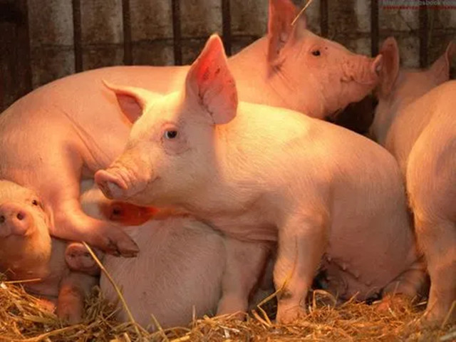 【养猪技术】冬季养猪这样做，提高猪场养猪效益！