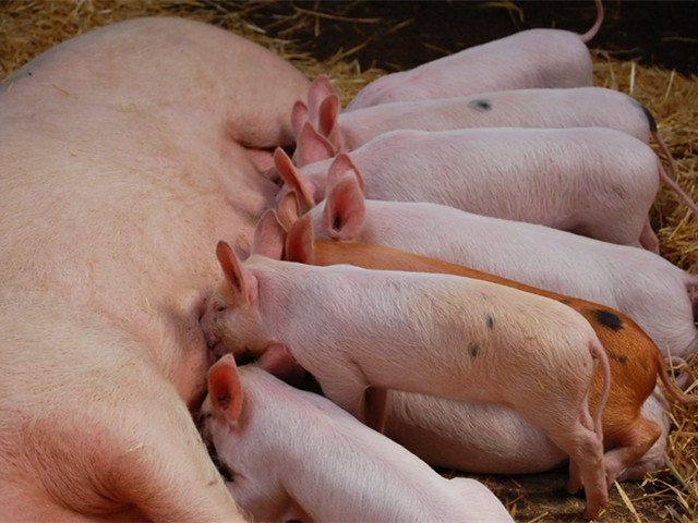 【养猪技术】冬季养猪这十个要点要牢记！