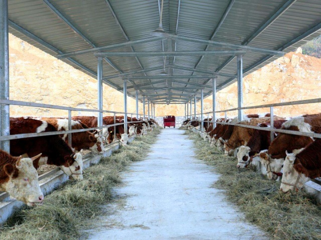 【养殖技术】春季养牛的八大管理要点