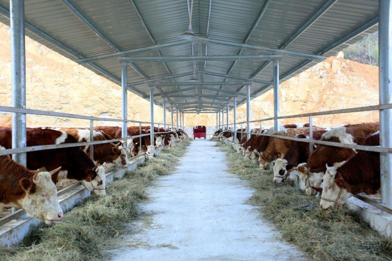 春季养牛管理技术要点