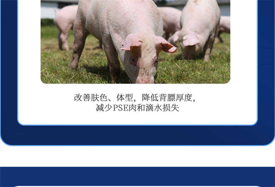 金沙集团动保猪饲料添加剂母润通产品介绍
