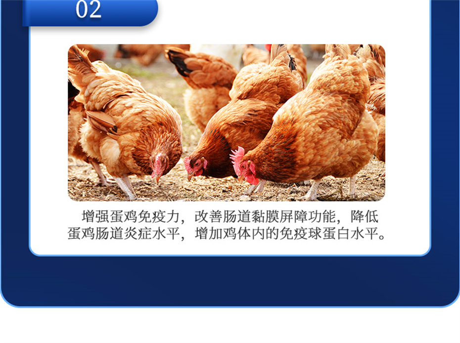 金沙集团动保禽饲料添加剂蛋高产品介绍