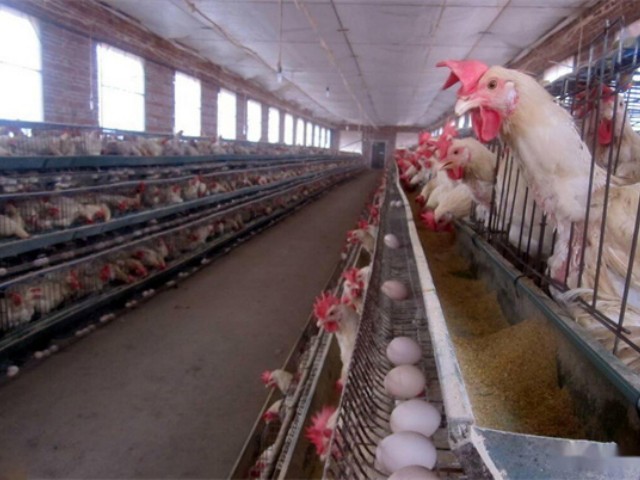 【养鸡技术】夏季高温，热应激对家禽的危害及防控措施！
