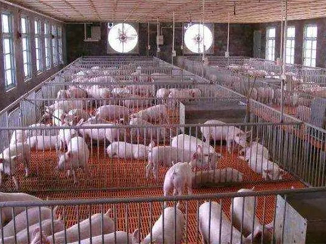 【养猪技术】冬季养猪，密封养猪舍的环境要这样控制！