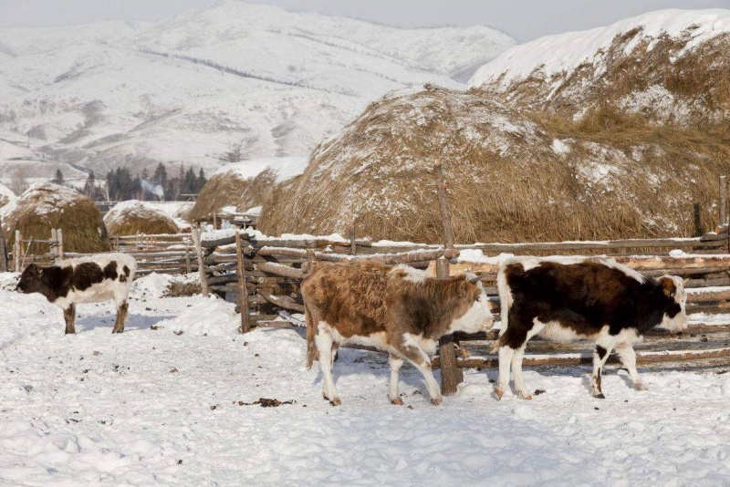 冬季牛羊养殖