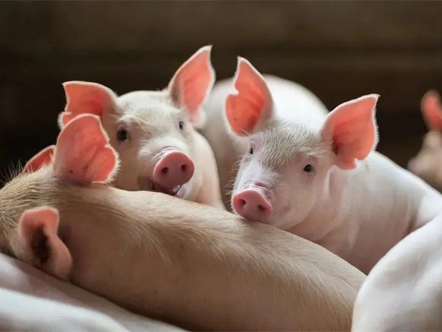 【养猪技术】冬季养猪有“五怕”，养猪的朋友一定要注意！